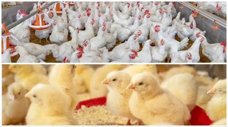 RAISING BROILER BIRDS FOR OFFTAKERS: TURNING QUALITY PRODUCTION INTO PROFIT
